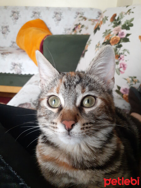 Tekir Kedi, Kedi  Mila fotoğrafı