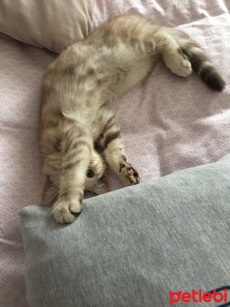 Scottish Fold, Kedi  Mila fotoğrafı