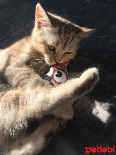 Scottish Fold, Kedi  Mila fotoğrafı