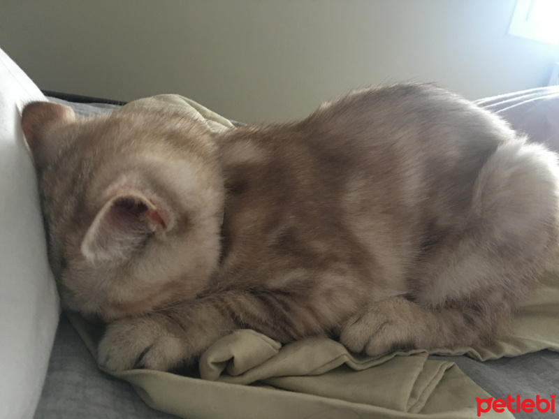 Scottish Fold, Kedi  Mila fotoğrafı