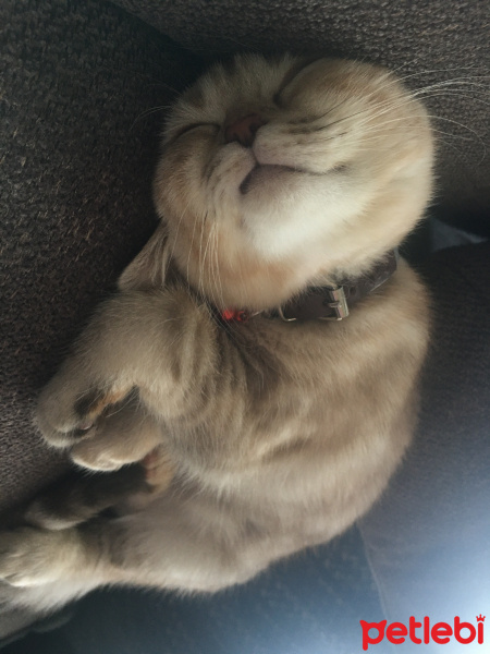 Scottish Fold, Kedi  Mila fotoğrafı