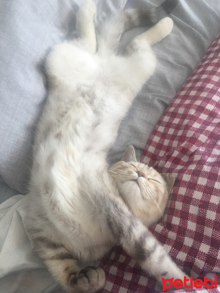 Scottish Fold, Kedi  Mila fotoğrafı