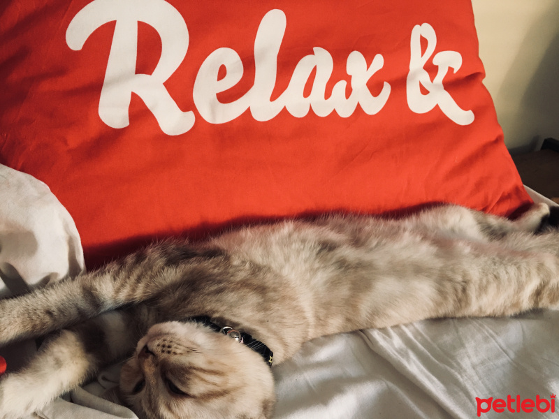 Scottish Fold, Kedi  Mila fotoğrafı