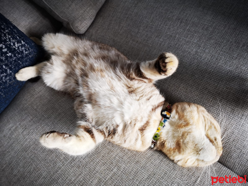 Scottish Fold, Kedi  Mila fotoğrafı