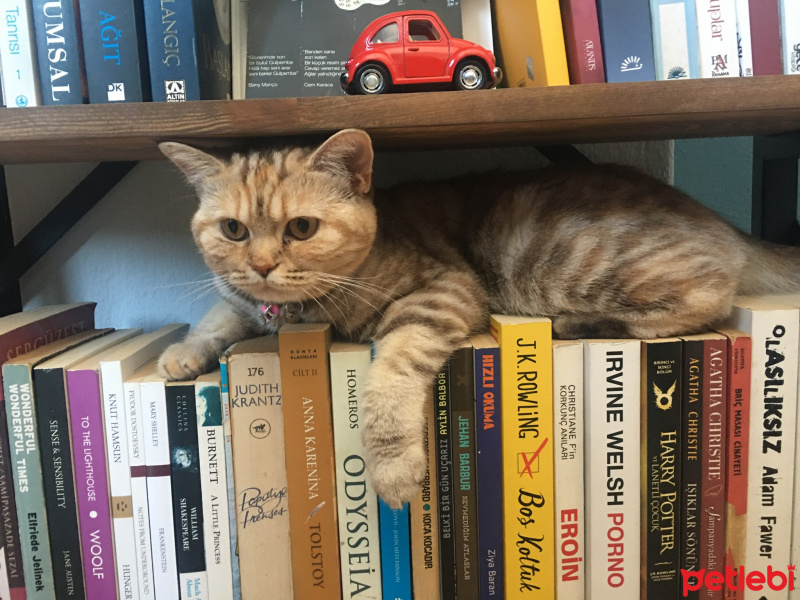 Scottish Fold, Kedi  Mila fotoğrafı