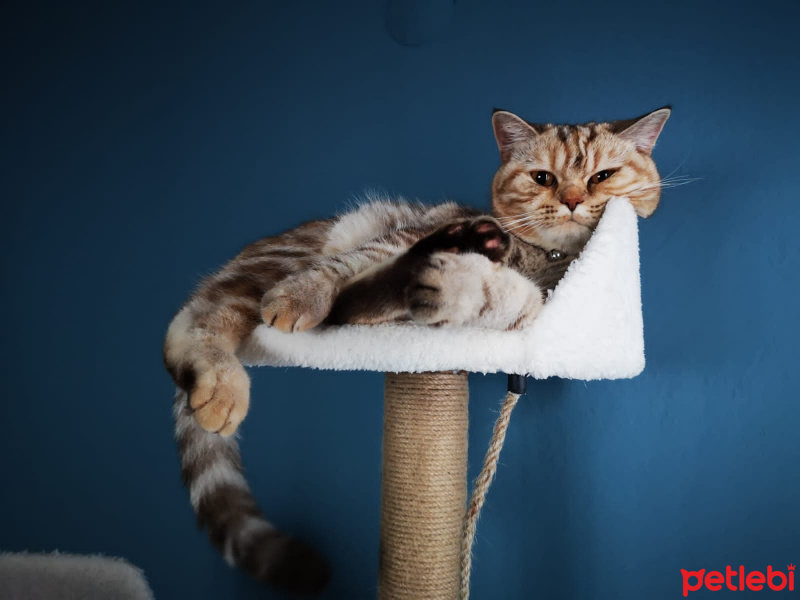 Scottish Fold, Kedi  Mila fotoğrafı