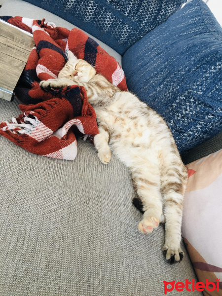 Scottish Fold, Kedi  Mila fotoğrafı