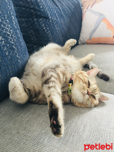 Scottish Fold, Kedi  Mila fotoğrafı