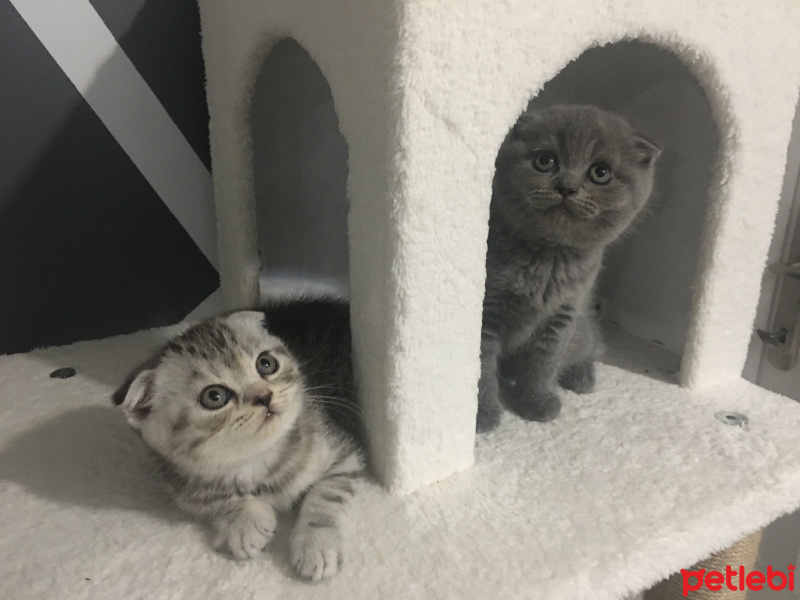 Scottish Fold, Kedi  Mila fotoğrafı