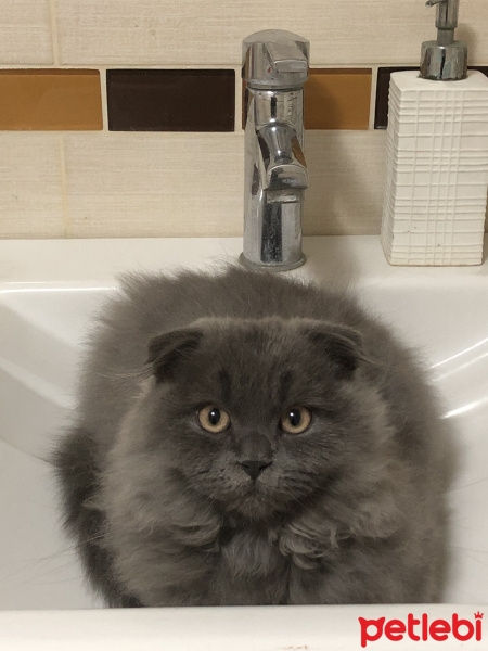Scottish Fold, Kedi  OZİ fotoğrafı