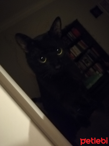Bombay, Kedi  Masraf fotoğrafı