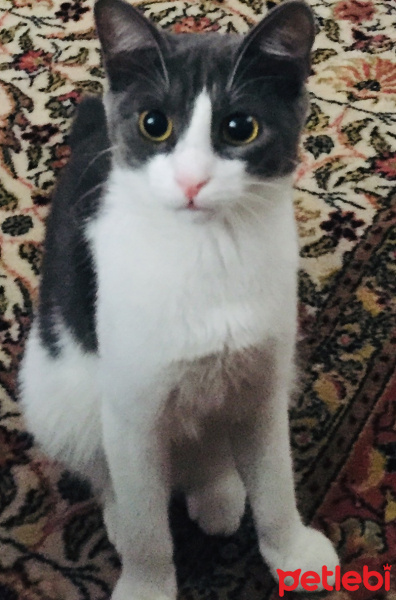 Tekir Kedi, Kedi  Loli fotoğrafı