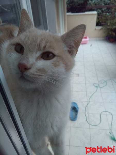 Tekir Kedi, Kedi  Ball fotoğrafı