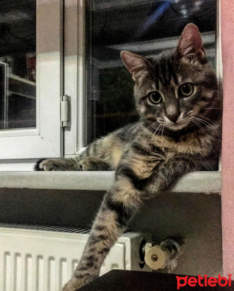 Tekir Kedi, Kedi  Obi fotoğrafı