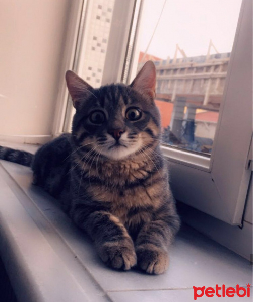 Tekir Kedi, Kedi  Obi fotoğrafı