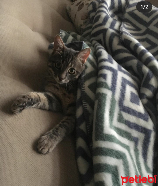Tekir Kedi, Kedi  Obi fotoğrafı