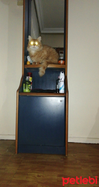 Sarman, Kedi  Eros fotoğrafı