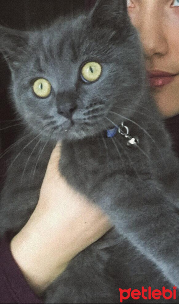 Scottish Fold, Kedi  kamer fotoğrafı
