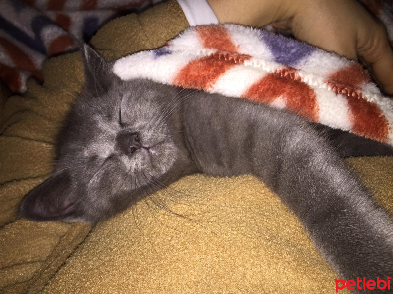 Scottish Fold, Kedi  kamer fotoğrafı