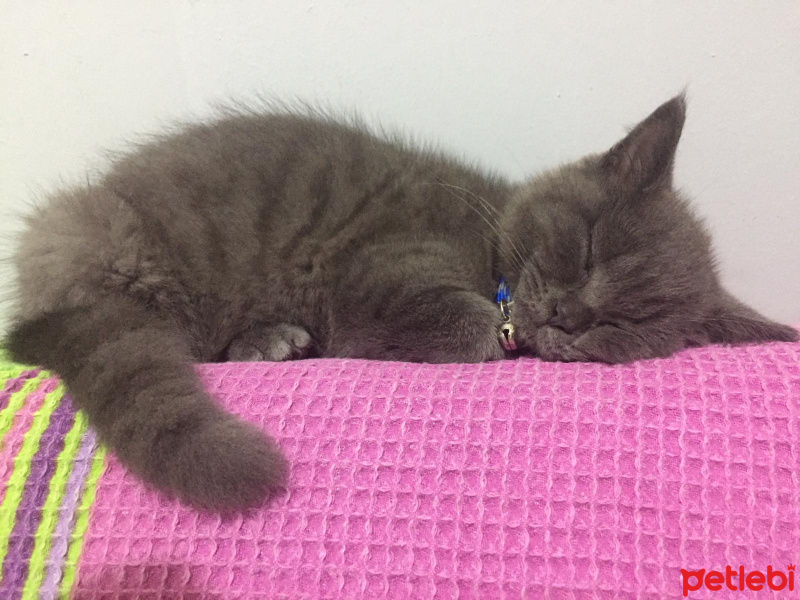 Scottish Fold, Kedi  kamer fotoğrafı