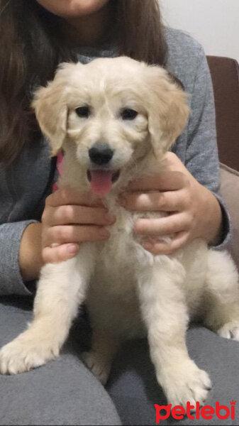 Golden Retriever, Köpek  Mia fotoğrafı