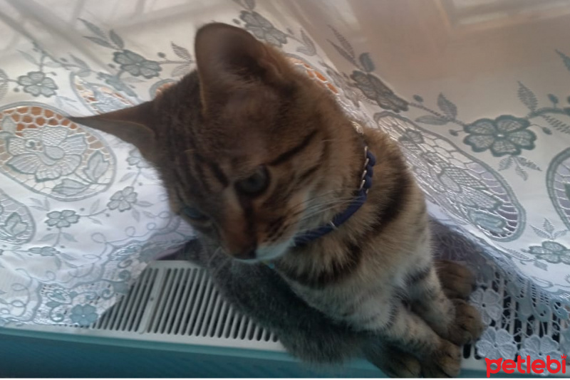Tekir Kedi, Kedi  Snape fotoğrafı