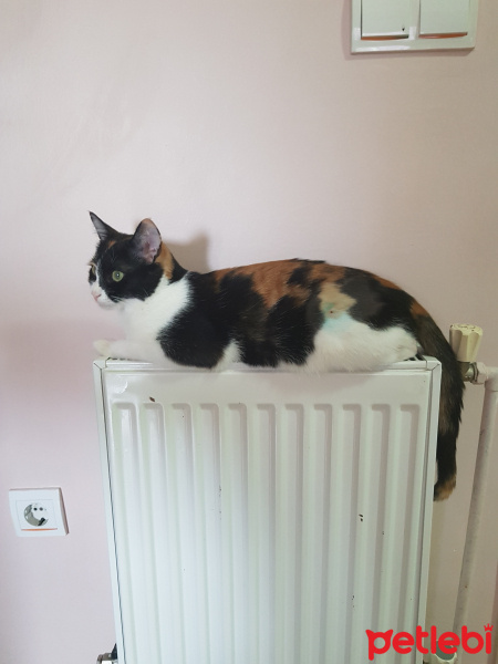 Sarman, Kedi  Suşi fotoğrafı