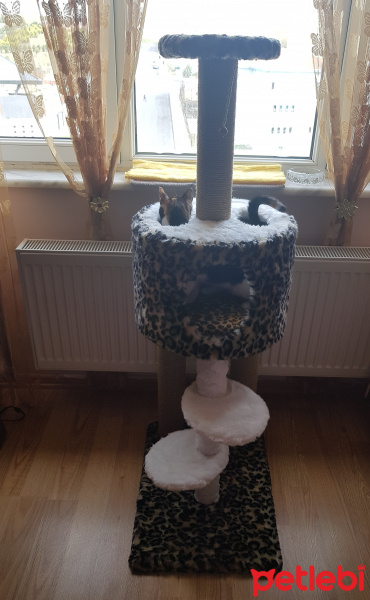 Sarman, Kedi  Suşi fotoğrafı