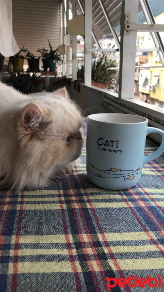 İran Kedisi (Persian), Kedi  Latte fotoğrafı