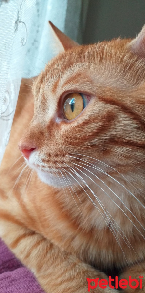 Tekir Kedi, Kedi  kayısı fotoğrafı