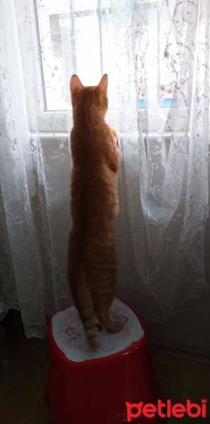 Tekir Kedi, Kedi  kayısı fotoğrafı