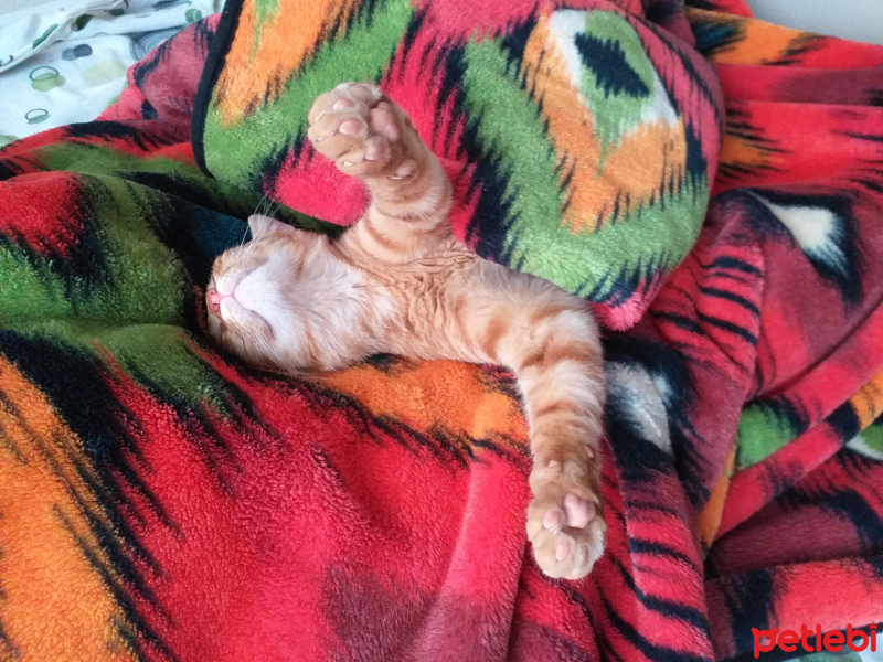 Tekir Kedi, Kedi  kayısı fotoğrafı