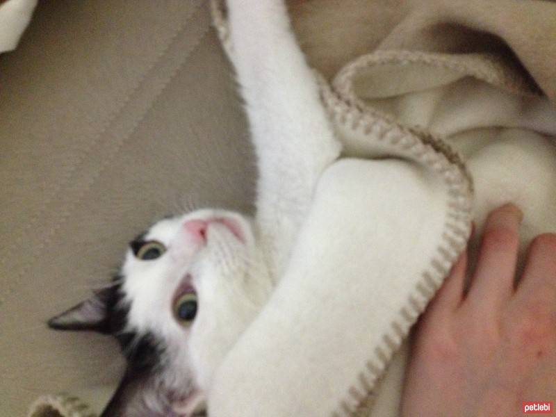 Tekir Kedi, Kedi  çakıl fotoğrafı