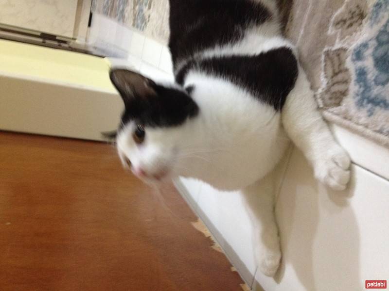 Tekir Kedi, Kedi  çakıl fotoğrafı