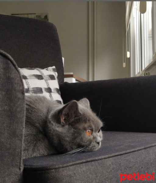 British Shorthair, Kedi  İo fotoğrafı