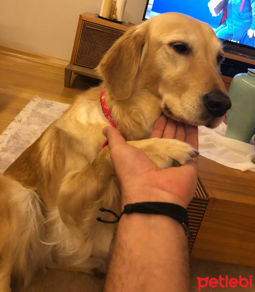 Golden Retriever, Köpek  Milly fotoğrafı