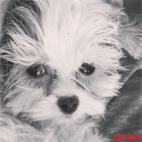 Maltese, Köpek  Ellie fotoğrafı