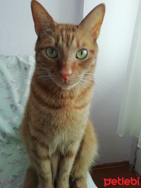 Sarman, Kedi  Kaju fotoğrafı