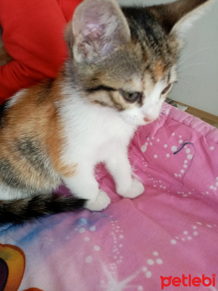 Tekir Kedi, Kedi  Mia fotoğrafı