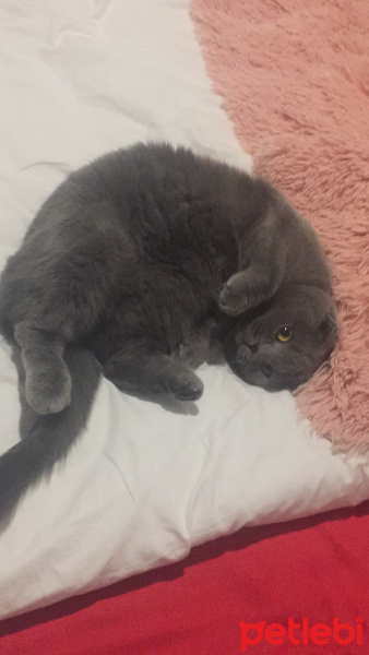 Scottish Fold, Kedi  Zilli fotoğrafı