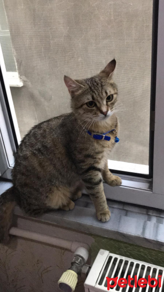 Tekir Kedi, Kedi  Boncuk fotoğrafı