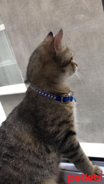 Tekir Kedi, Kedi  Boncuk fotoğrafı