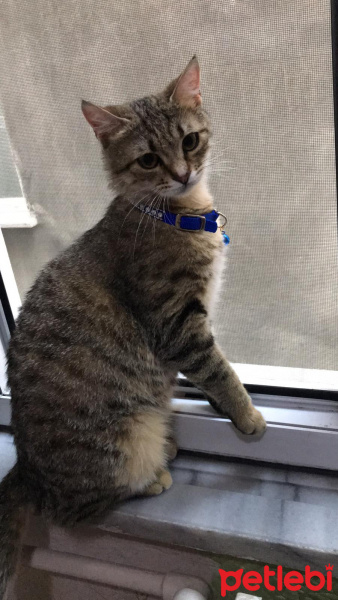 Tekir Kedi, Kedi  Boncuk fotoğrafı