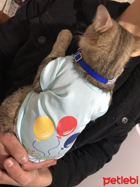 Tekir Kedi, Kedi  Boncuk fotoğrafı
