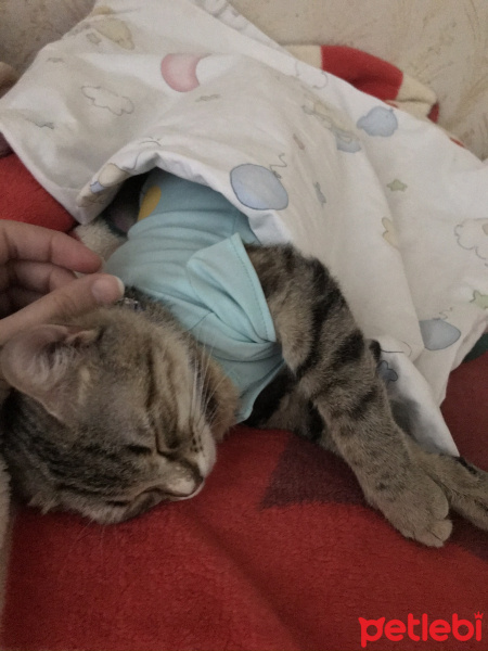Tekir Kedi, Kedi  Boncuk fotoğrafı