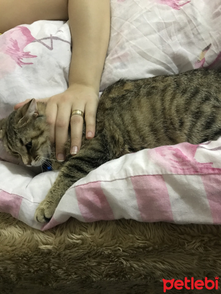 Tekir Kedi, Kedi  Boncuk fotoğrafı