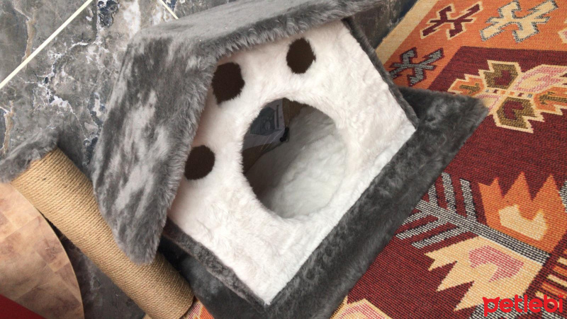Tekir Kedi, Kedi  Boncuk fotoğrafı