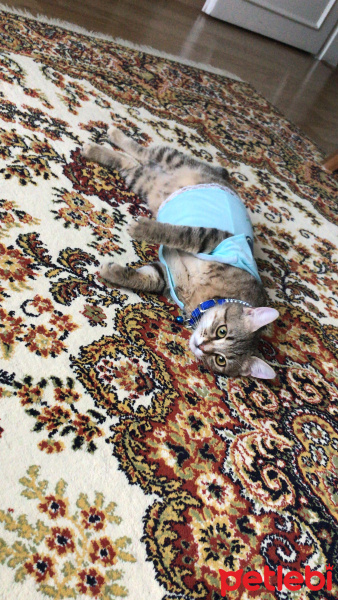 Tekir Kedi, Kedi  Boncuk fotoğrafı