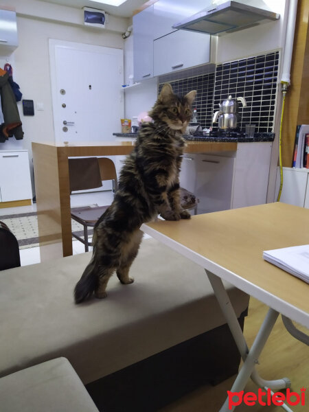 Norwegian Forest, Kedi  Çakıl fotoğrafı