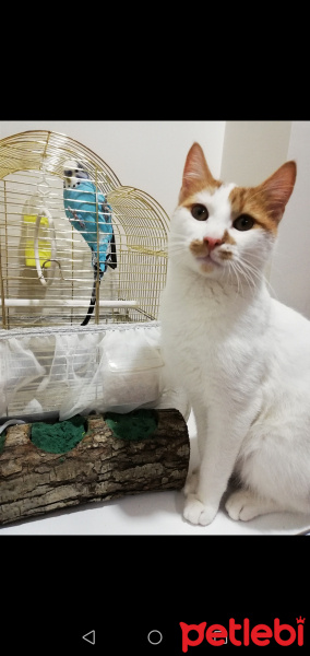 Japon Bobtail, Kedi  Bal fotoğrafı